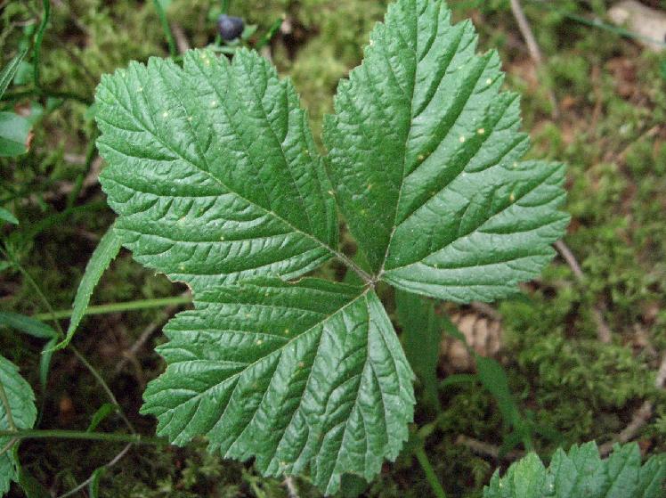 Rubus saxatilis / Rovo erbajolo